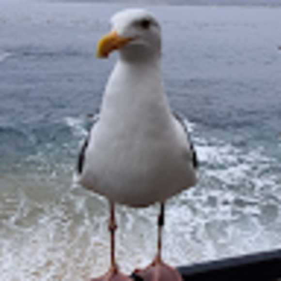 Meet your Posher, Brooklyn - Picture 1 of 1